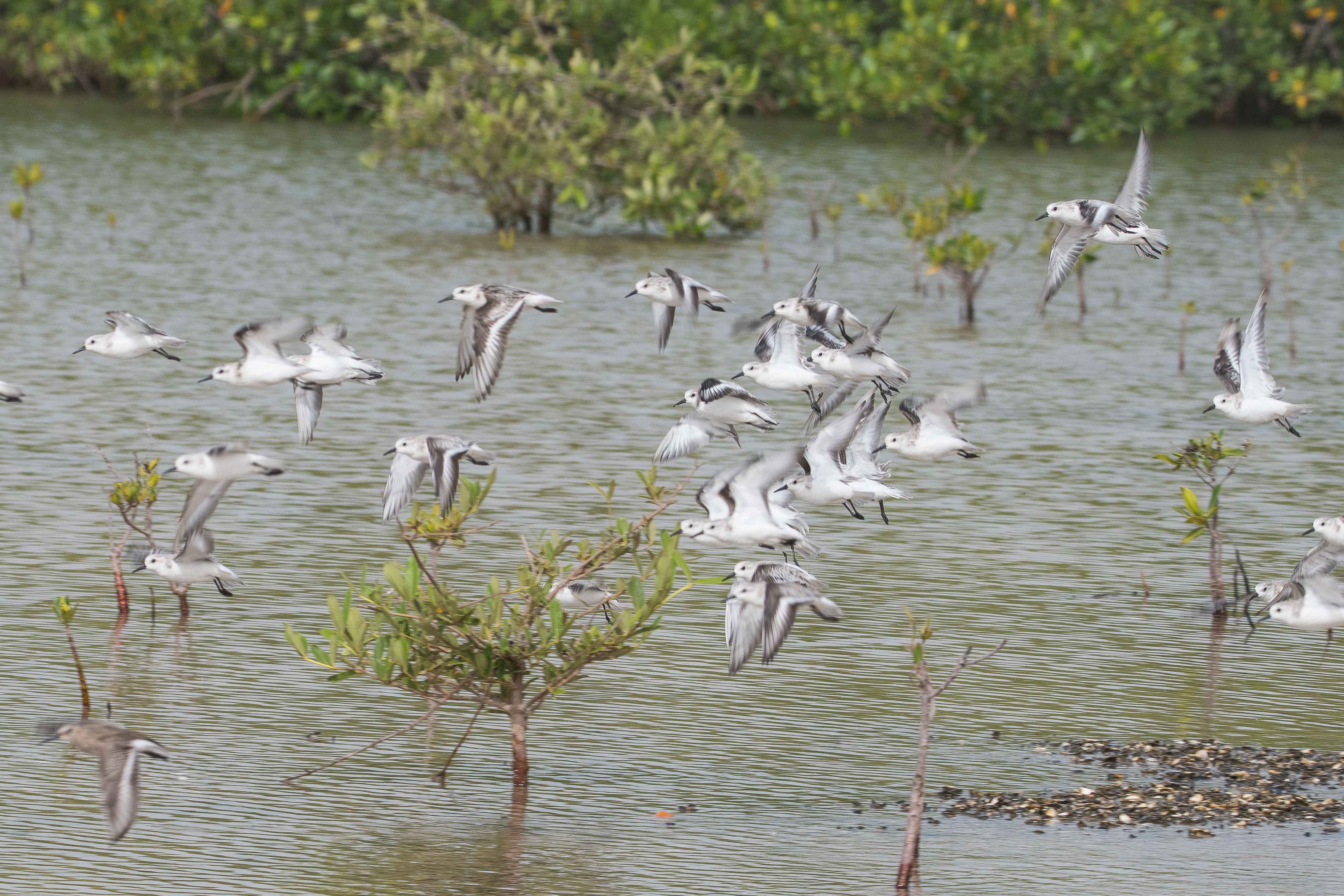 Bécasseaux Sanderling (Sanderlings, Calidris alba), envol dans une zone de repousse de la mangrove, Réserve Naturelle d'Intérêt Communautaire de la Somone.